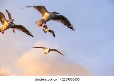 Gaviotas volando en el cielo al atardecer. Disparo de aves en la hora dorada. aves marinas, gaviotas. Captura de gaviota de alta resolución.