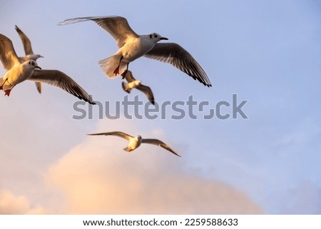 Seagulls flying in the sky at sunset. Bird shot at the golden hour. seabirds, seagulls. Close-up high resolution seagull shot.
