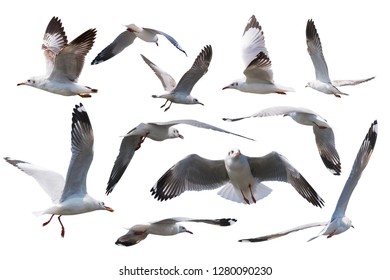 Seagulls flying style Isolated on white background.Set of seagulls isolated on white background.clipping paths