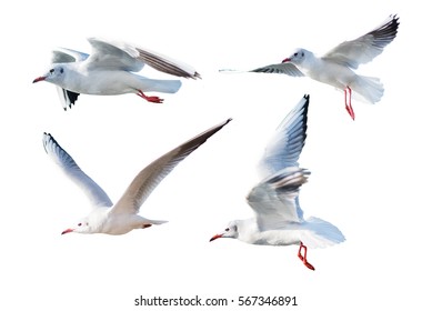 23,595 Seagull Flying Isolated Stock Photos, Images & Photography ...