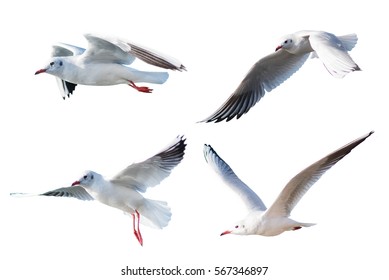 280,393 Sea Gulls Images, Stock Photos & Vectors 