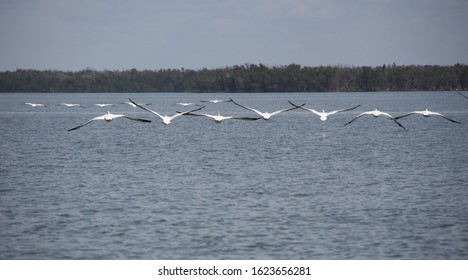 Seagulls Flying In Sync Over The Gulf