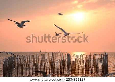 Seagulls flying under the sunset.