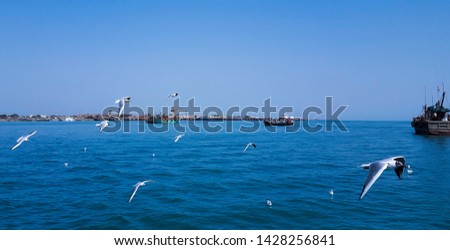 seagulls flyong above blue sea at dwarka gujrat india