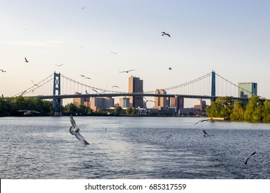 Seagulls in front of Toledo, OH bridge taken from the Maumee River