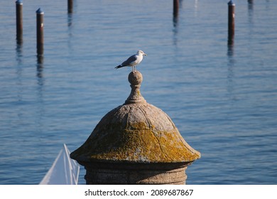 Seagulls In Galicia. Gulls Are Typically Coastal Marine Or Coastal Species Of Inland Lakes And Ponds, And They Fly Great Distances. 