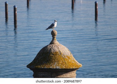 Seagulls In Galicia. Gulls Are Typically Coastal Marine Or Coastal Species Of Inland Lakes And Ponds, And They Fly Great Distances. 