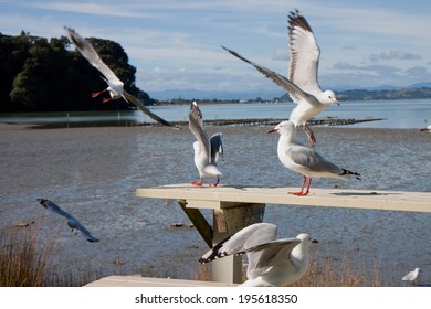 Seagulls Gathering Around A Harbor Side Picnic Table 