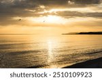 Seagulls hunting for fish in a beautiful bay at the baltic sea during golden sunrise