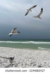 Seagulls Inflight On Florida White Sand Beach With Gulf Of Mexico View