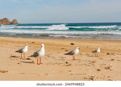 Seagulls landed on the beach among friends - Powered by Shutterstock