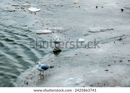 Seagulls or Larus on the ice of a river on a bright sunny winter day.
