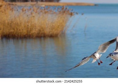 Seagulls (larus waterbirds) fly over the blue water to fish. Reeds and floating waterfowl in the background. Big space for text or logo. Color wildlife photo.