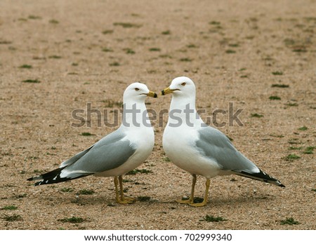 Similar – Image, Stock Photo A sea rat rarely comes alone