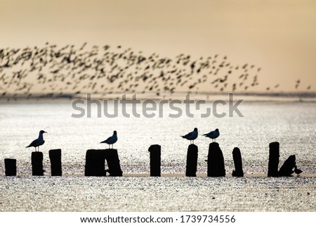 Seagulls at low tide at Holwerd, the Netherlands