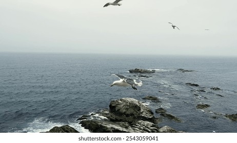 Seagulls are majestically soaring over the stunning rocky coastline by the beautiful sea - Powered by Shutterstock