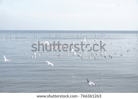 The seagulls masses winter season