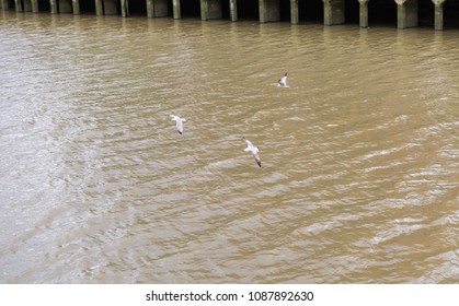 Seagulls on the banks of the estuary of Bilbao