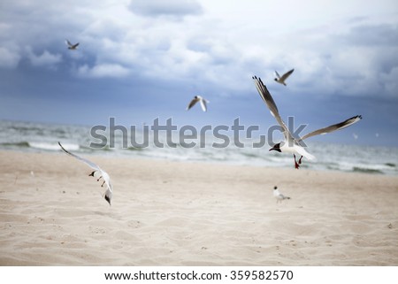  seagulls on the beach