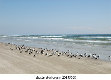 Seagulls On The Beach Of Padre Island, South Texas USA