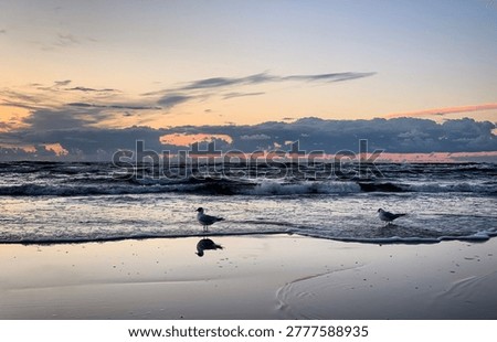 Seagulls on a beach with waves rolling during sunset near Jūrmala, Vidzeme, Latvia, July 2020