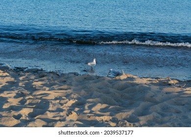 Seagulls on the Black Sea beach after sunset at blue hour