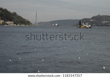 Seagulls on the Bosphorus in Istanbul
