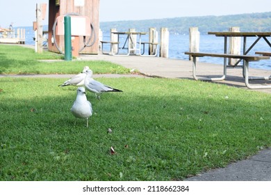 Seagulls On Cayuga Lake Beach