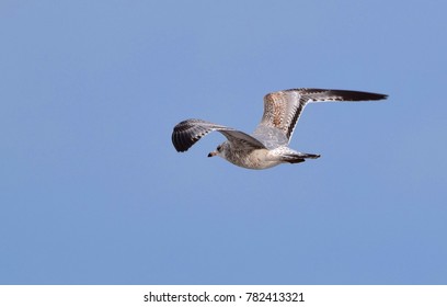 Seagulls On Christmas Day In Virginia Beach