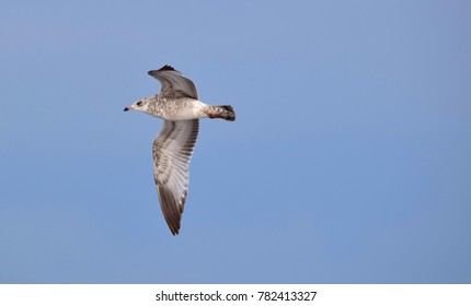 Seagulls On Christmas Day In Virginia Beach