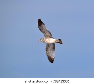 Seagulls On Christmas Day In Virginia Beach