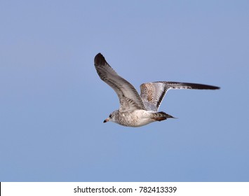 Seagulls On Christmas Day In Virginia Beach