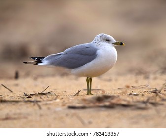 Seagulls On Christmas Day In Virginia Beach