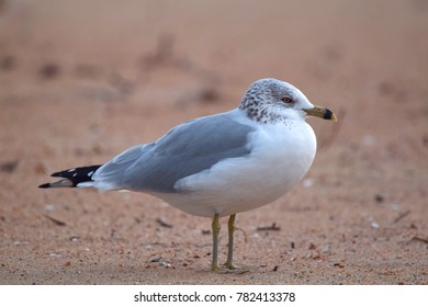 Seagulls On Christmas Day In Virginia Beach