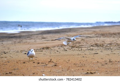 Seagulls On Christmas Day In Virginia Beach