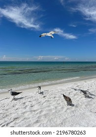 Seagulls On Florida Panhandle White Sand Beach With Gulf Of Mexico Views