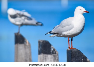 Seagulls on the Jetty in Mandurah