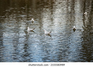 Seagulls On The Lake. Birds Over The River In The Park