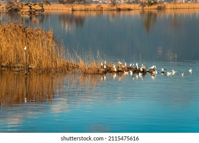 Seagulls On Lake Massaciuccoli Lucca Italy