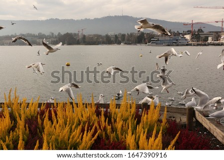 Seagulls on Lake Zurich in Switzerland