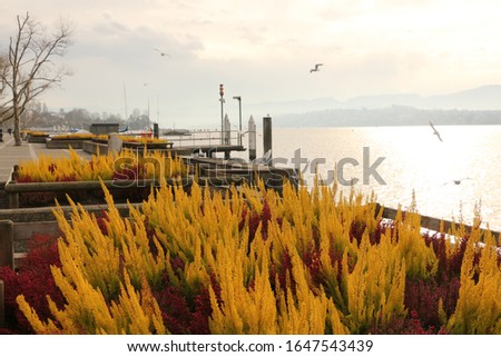 Seagulls on Lake Zurich in Switzerland