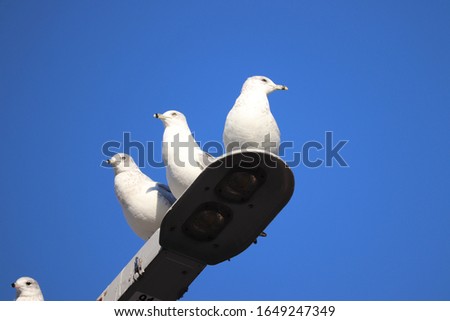 Similar – Image, Stock Photo A sea rat rarely comes alone