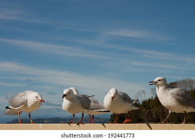 Seagulls On A Picnic Table With A Blue Sky 