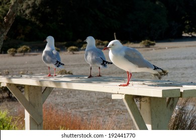 Seagulls On A Picnic Table In The Shade Of A Tree 