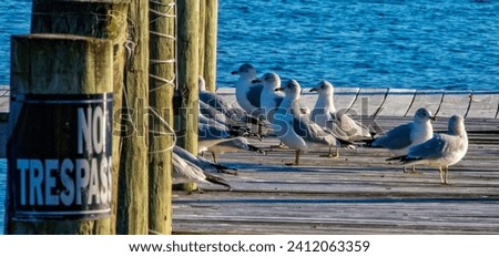 Seagulls on pier with a No Trespassing sign