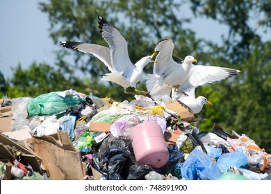 Seagulls  on the plastic in the dump rubbish - Powered by Shutterstock