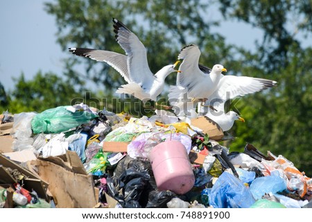 Seagulls  on the plastic in the dump rubbish