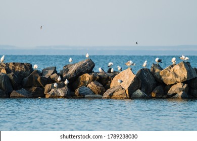 Seagulls on the rocks of breakwaters. Selective focus.