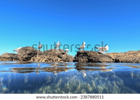Seagulls on rocks  snorkeling in Nova Tabarca island marine reserve in Alicante province Spain