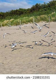 Seagulls On A Sandy Beach By The Polish Sea.